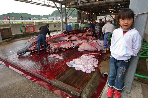 日本屠宰鯨魚現(xiàn)場。