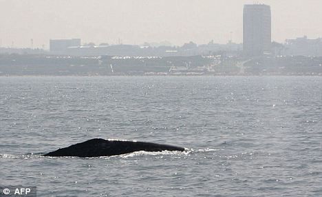 一頭灰鯨在以色列附近地中海海域浮出水面。