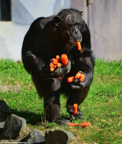 動(dòng)物園一黑猩猩搶胡蘿卜手口并用模樣可愛(ài)（圖）