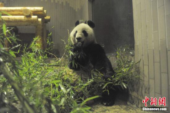 2011年2月22日，日本東京，雌性大熊貓“仙女”（“真真”）在上野動物園內(nèi)。