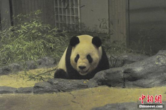 2011年2月22日，日本東京，雄性大熊貓“比力”（“力力”）在上野動物園內(nèi)。