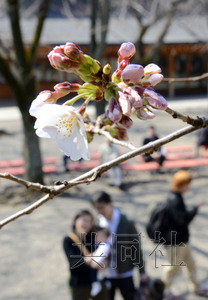 日本東京櫻花綻放與2002年同創(chuàng)最早開花紀錄