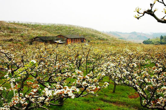 建寧萬(wàn)畝梨花賞花活動(dòng)-1-新浪旅游.jpg