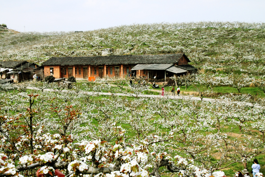 建寧萬(wàn)畝梨花賞花活動(dòng)-2-新浪旅游.jpg