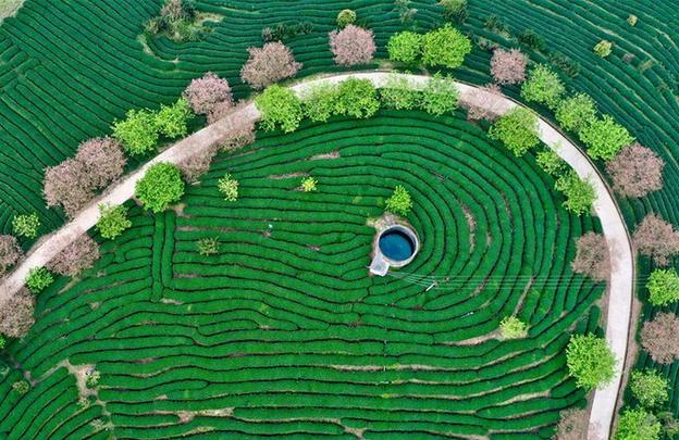 （社會）（1）福建漳平：打造“花樣”產(chǎn)業(yè)