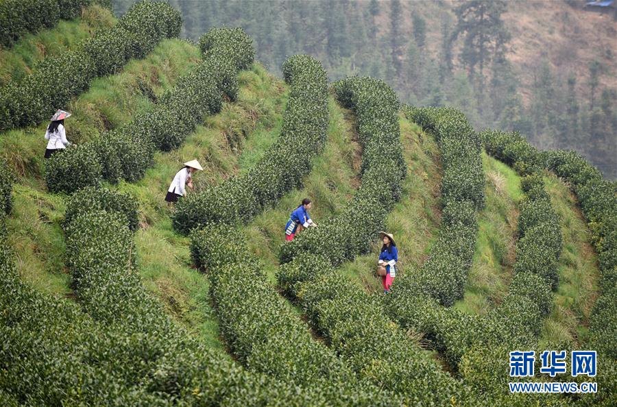 （經(jīng)濟）（4）貴州春茶陸續(xù)開采