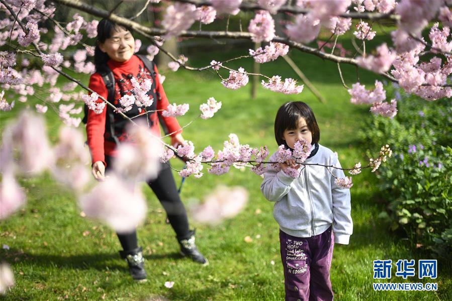 （社會(huì)）（4）武漢東湖櫻花節(jié)開(kāi)幕