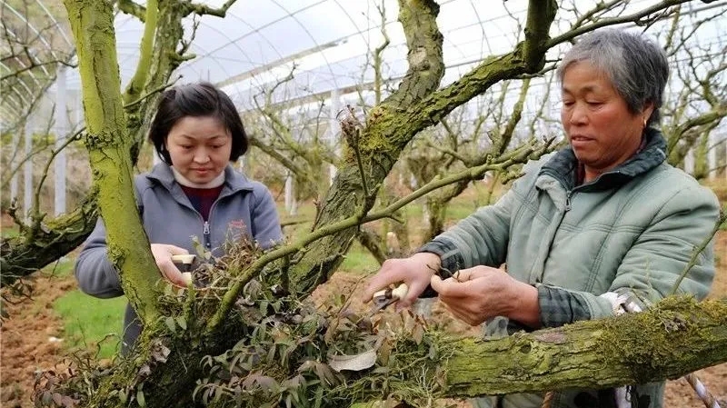 在建寧縣溪口鎮(zhèn)高圳村圍下嘴黃花梨種植基地，陳春花正在采收鐵皮石斛.webp.jpg