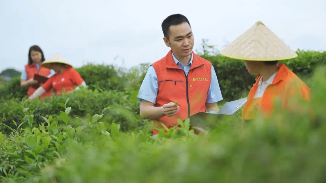 福州農(nóng)商銀行金融助理在茉莉花茶園向茶農(nóng)了解茉莉花種植情況。.jpg