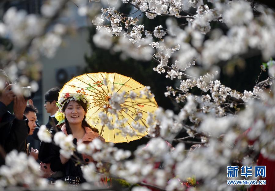 #（社會(huì)）（2）南國花開艷 賞櫻正當(dāng)時(shí)