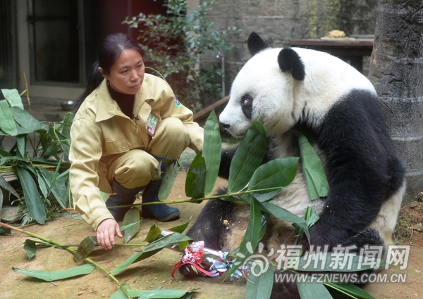 守護(hù)國寶27年　熊貓巴斯“媽媽”施飛寧猝然離世