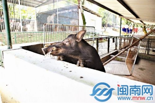 漳州3歲童動物園看野豬小指被吞食 園方：愿賠償