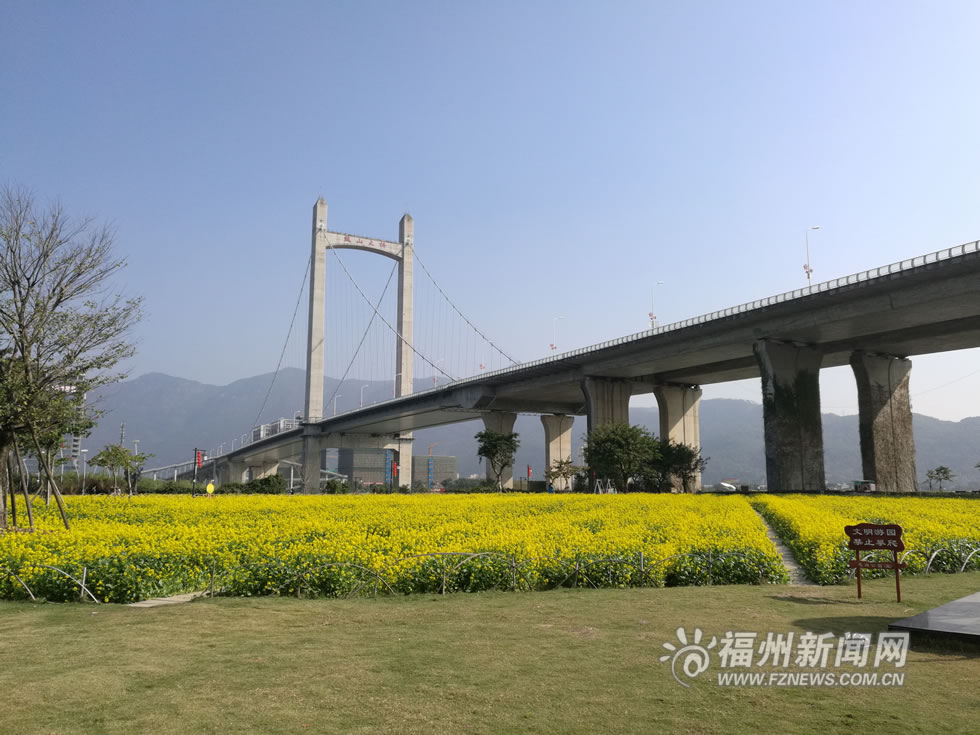 “福州藍(lán)”下，福州公園成金色花海