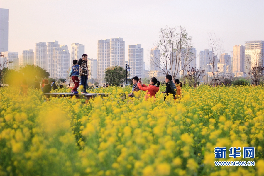 福州花海公園油菜花盛放　春節(jié)接待游客約20萬(wàn)人